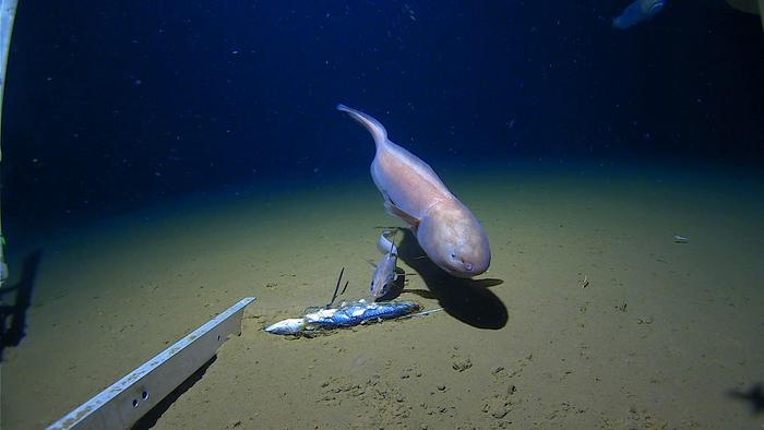 A photo showing a large eel creature with a larger head and a copper skin tone examining bait on the bottom of the sea. It is next to a smaller unidentified fish.